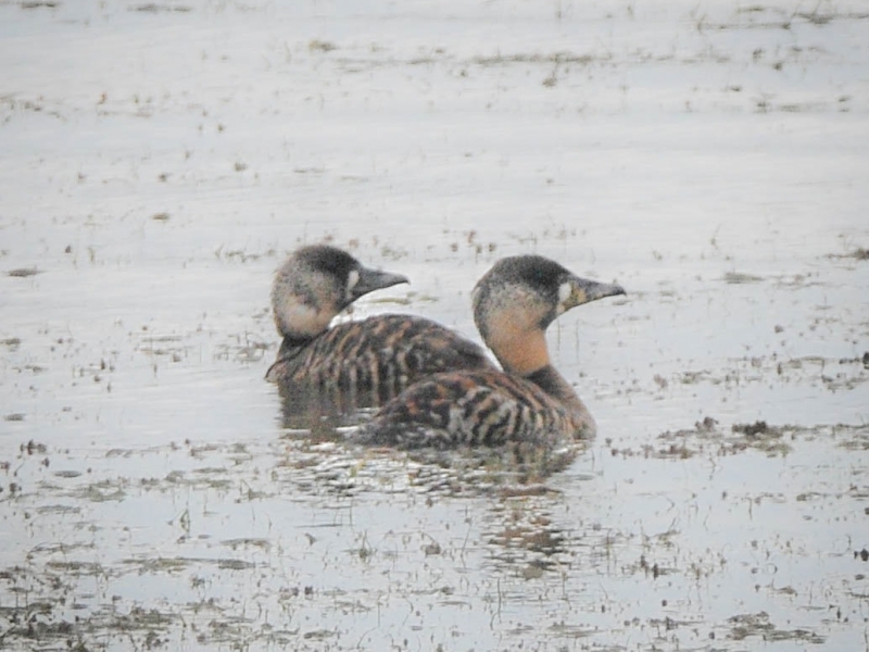 First record of White-backed Duck for the AGulhas Plain Project. Picture: Fraser Chrighton.